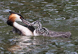 Great Crested Grebe