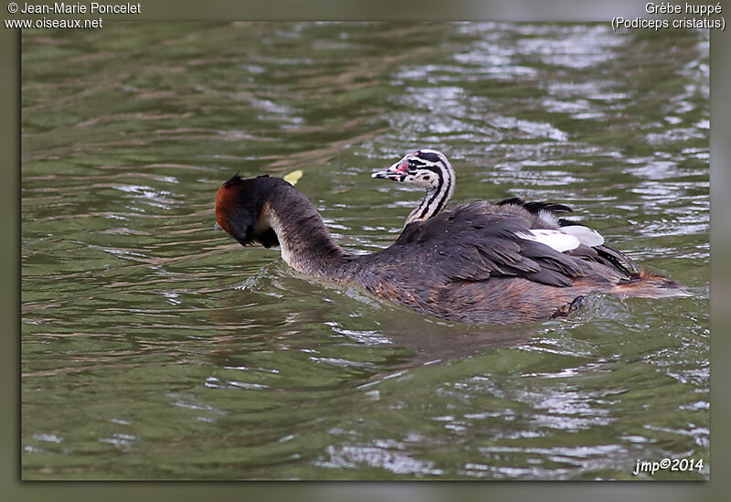 Great Crested Grebe