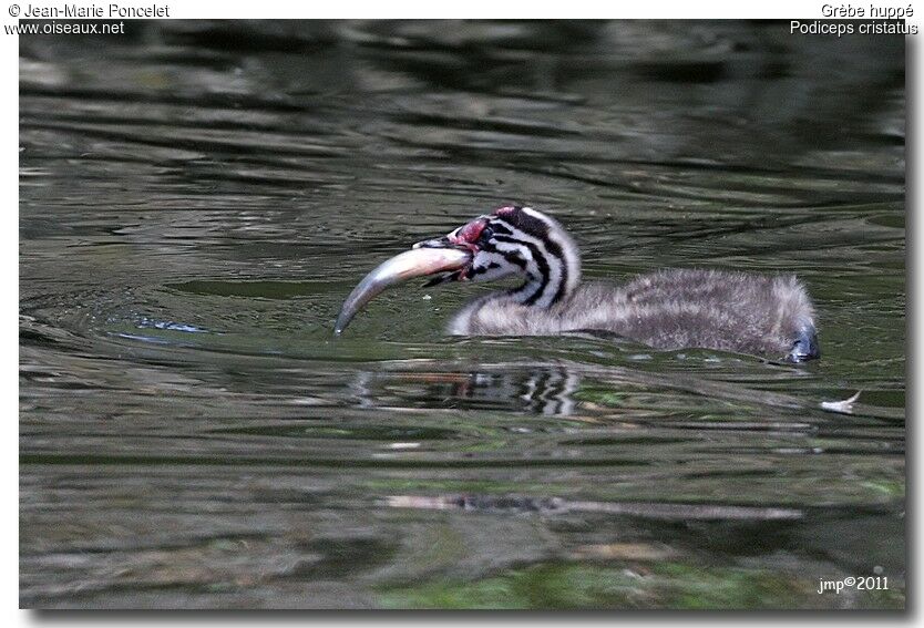 Great Crested Grebe