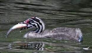 Great Crested Grebe