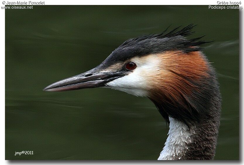 Great Crested Grebe