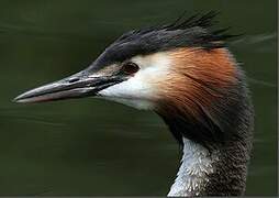 Great Crested Grebe