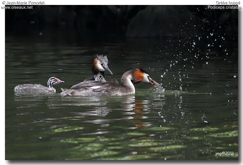 Great Crested Grebe