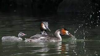 Great Crested Grebe