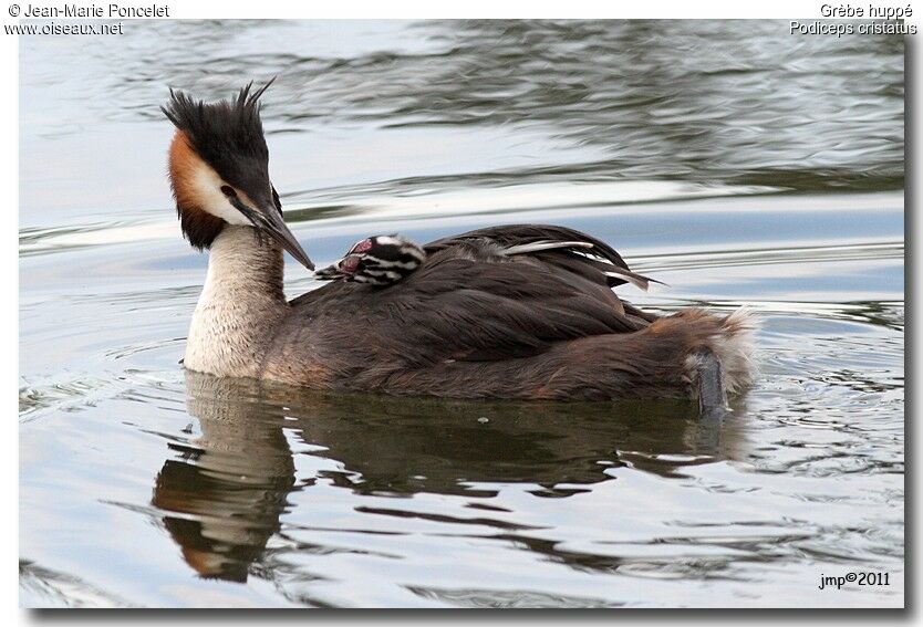 Great Crested Grebe