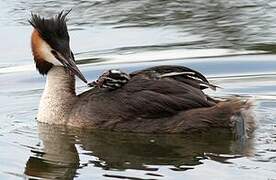 Great Crested Grebe