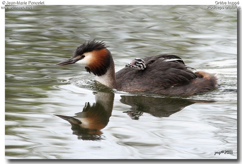 Great Crested Grebe