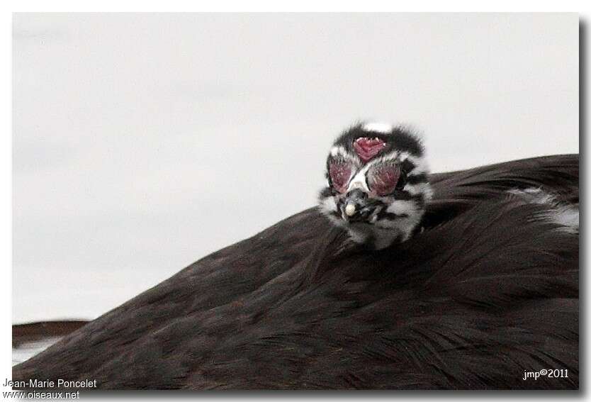 Great Crested GrebePoussin, close-up portrait