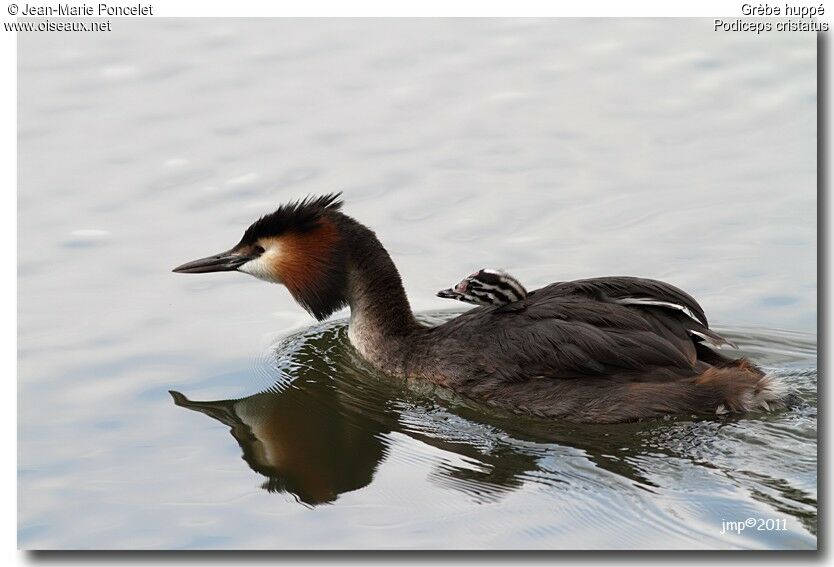 Great Crested Grebe