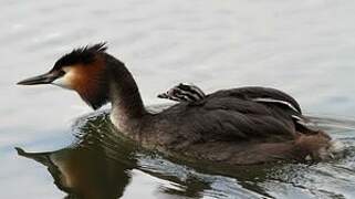 Great Crested Grebe