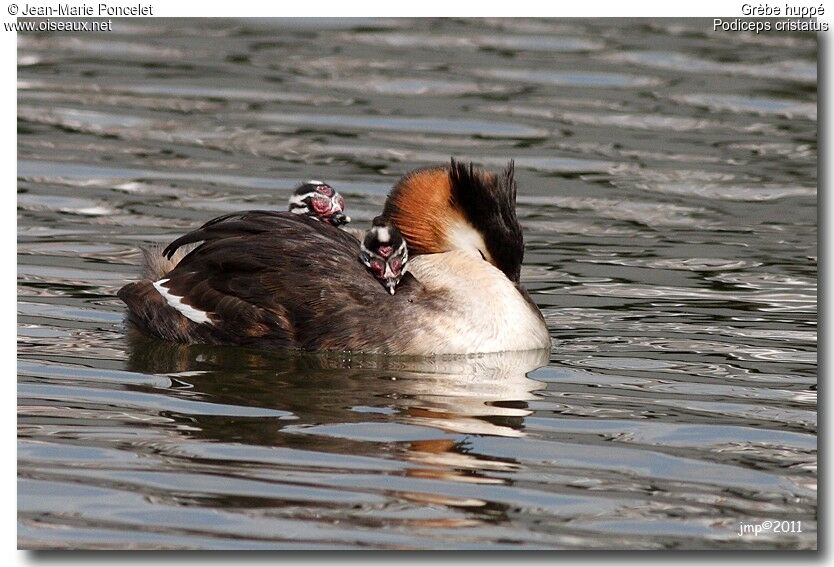 Great Crested Grebe