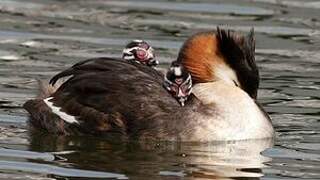 Great Crested Grebe