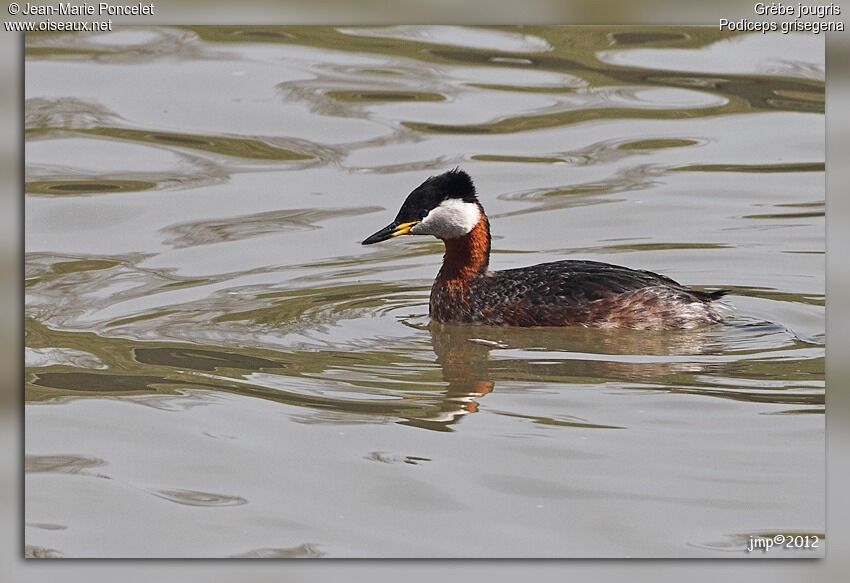 Red-necked Grebe