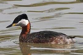 Red-necked Grebe