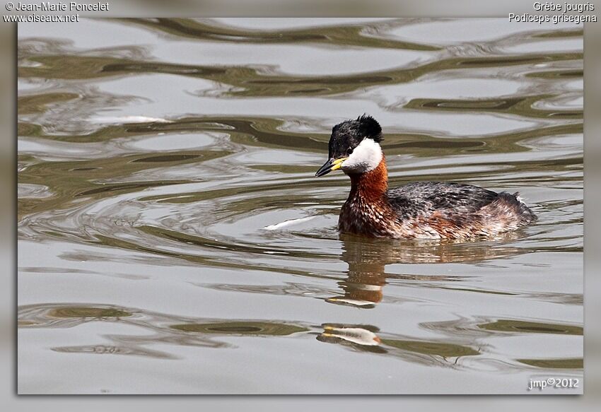 Red-necked Grebe