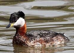 Red-necked Grebe