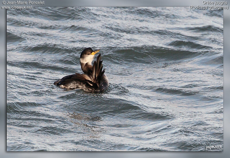 Red-necked Grebe