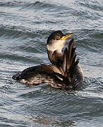 Red-necked Grebe