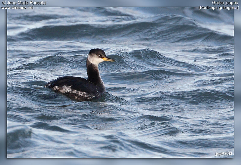 Red-necked Grebe