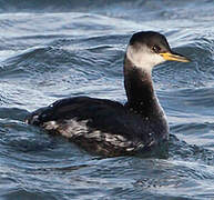 Red-necked Grebe