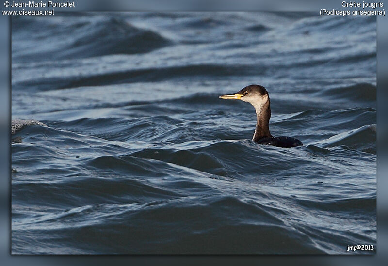 Red-necked Grebe