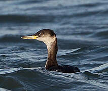 Red-necked Grebe