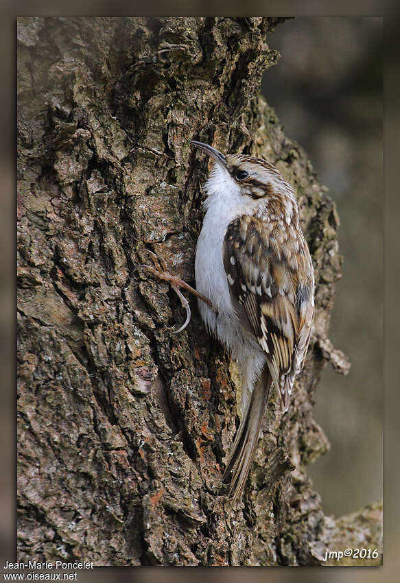 Eurasian Treecreeperadult, identification