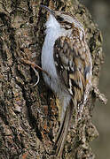 Eurasian Treecreeper