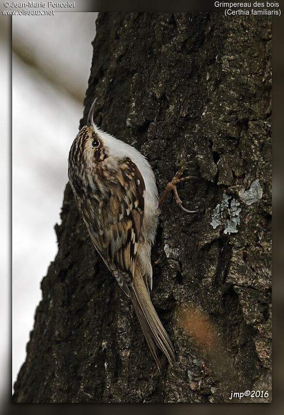 Eurasian Treecreeper