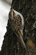 Eurasian Treecreeper