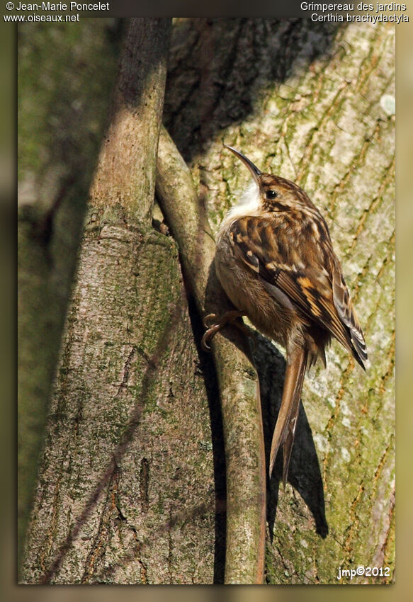 Short-toed Treecreeper