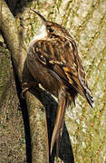 Short-toed Treecreeper