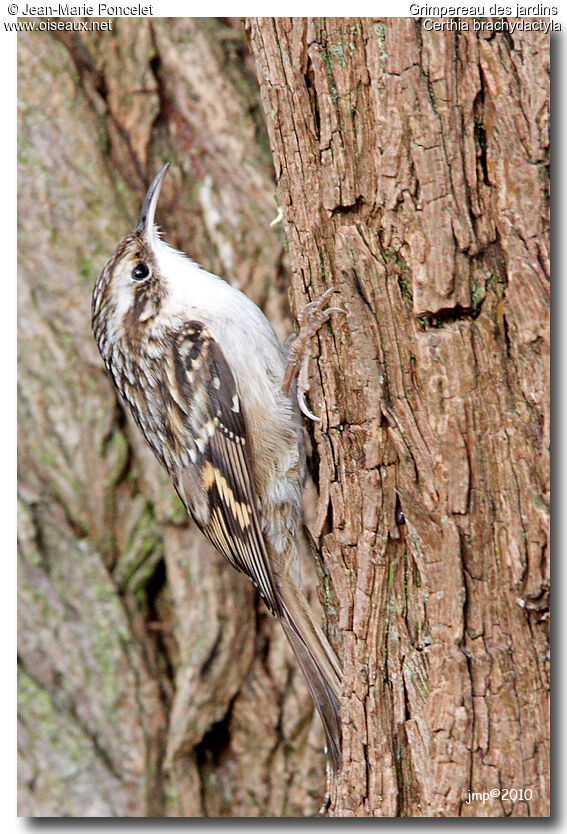 Short-toed Treecreeper