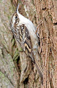 Short-toed Treecreeper