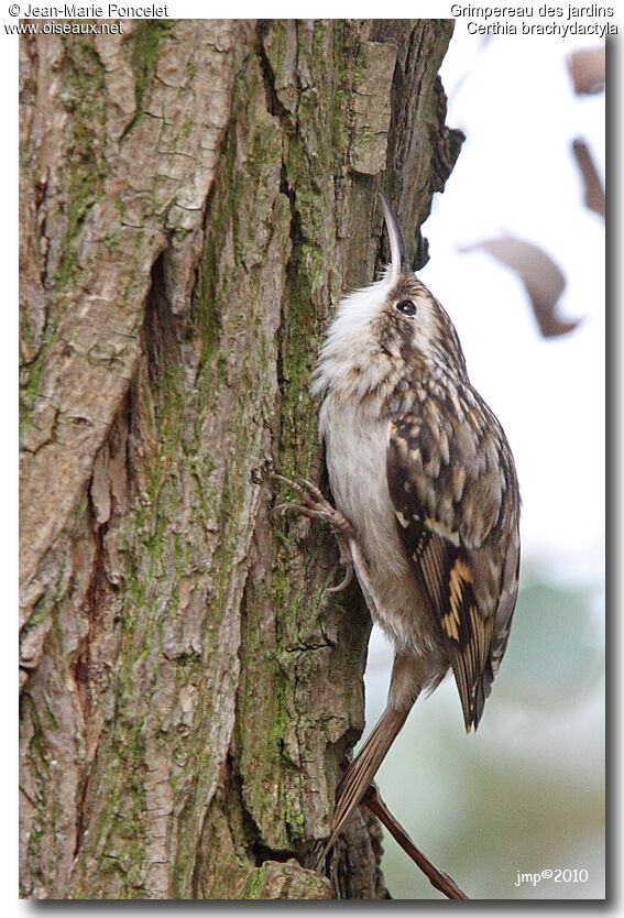 Short-toed Treecreeper