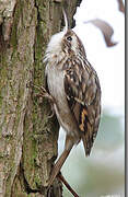 Short-toed Treecreeper