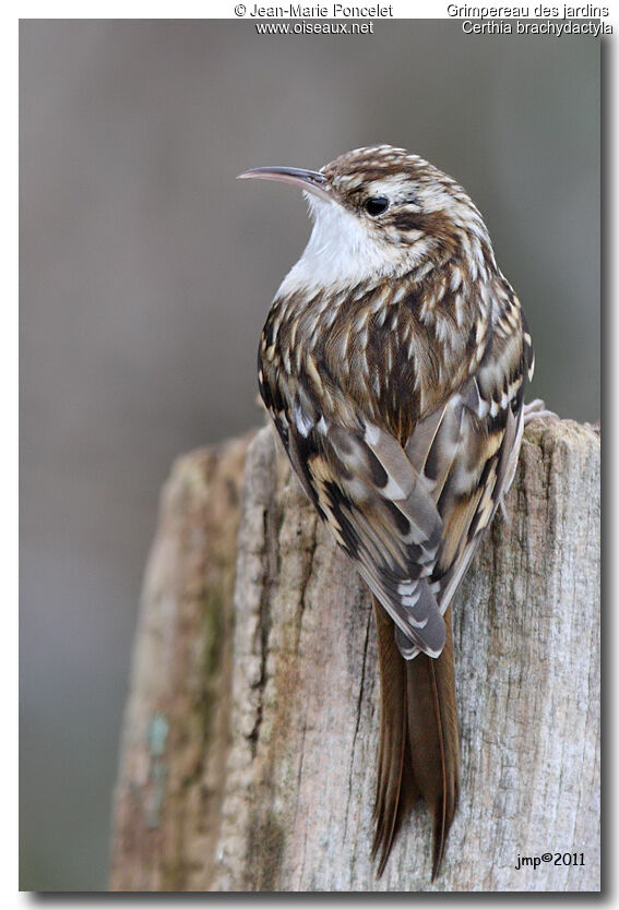 Short-toed Treecreeper