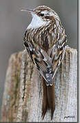 Short-toed Treecreeper