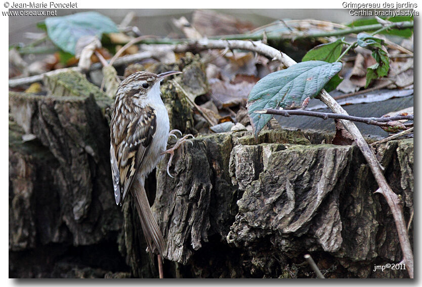 Short-toed Treecreeper