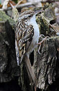 Short-toed Treecreeper