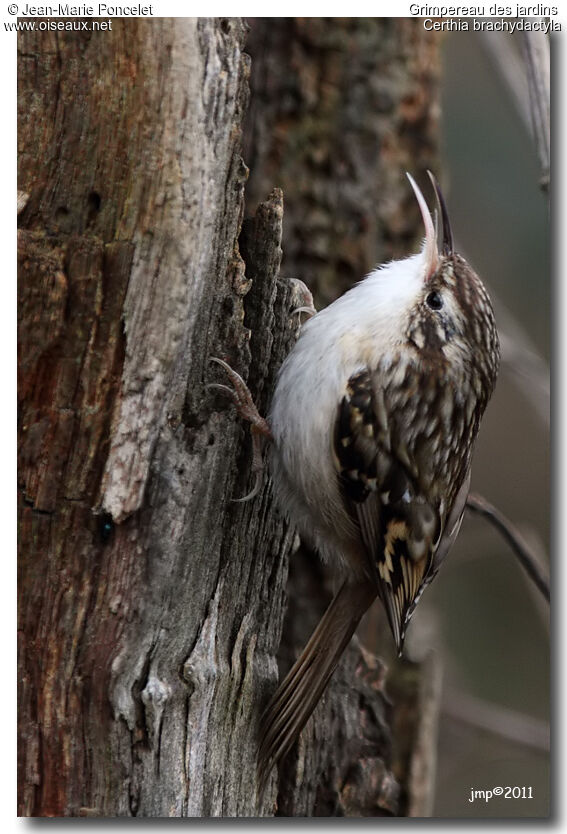 Short-toed Treecreeper