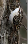 Short-toed Treecreeper