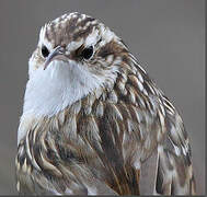 Short-toed Treecreeper