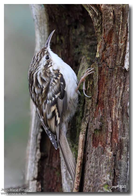 Short-toed Treecreeperadult, identification