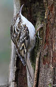 Short-toed Treecreeper