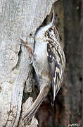 Short-toed Treecreeper