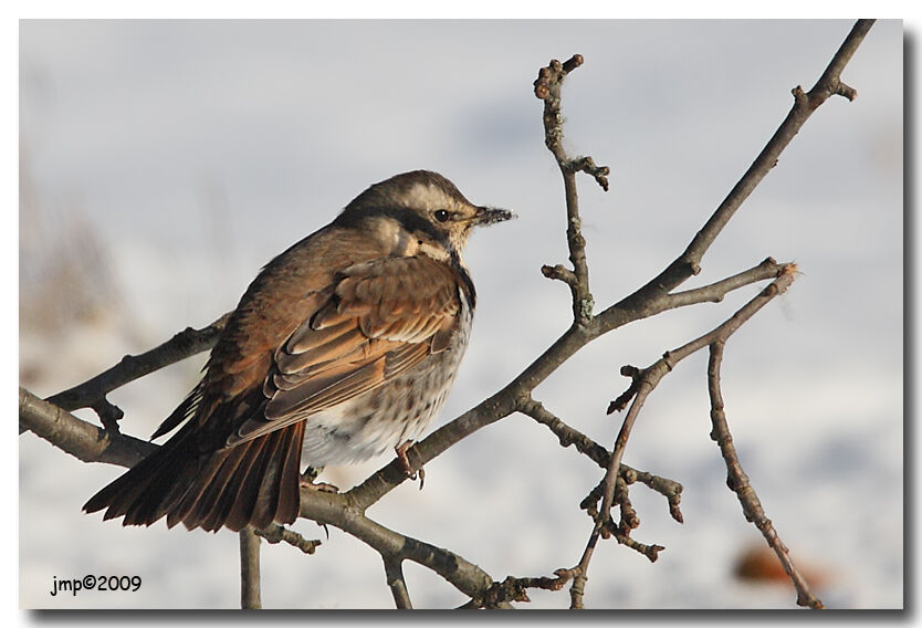 Dusky Thrush, identification