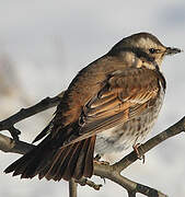 Dusky Thrush