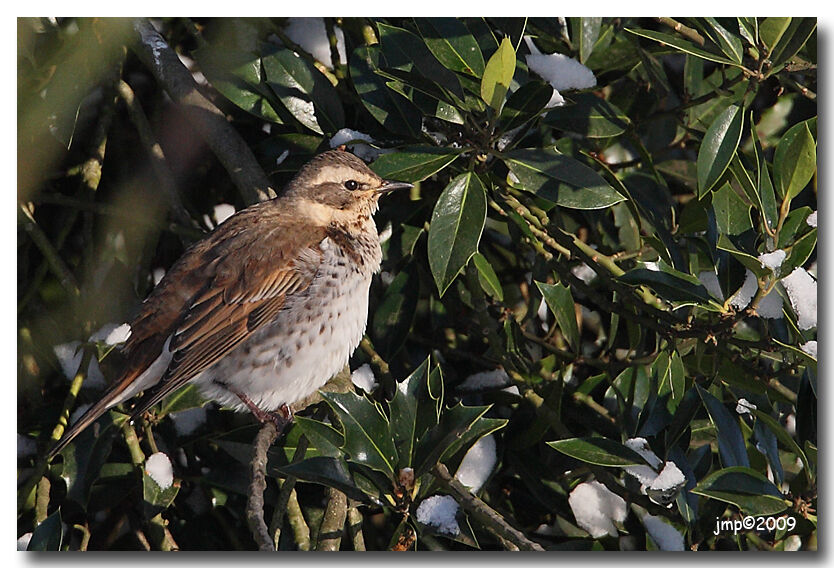 Dusky Thrush