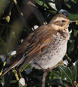 Dusky Thrush